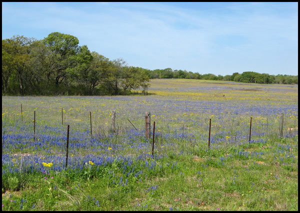 field of flowers