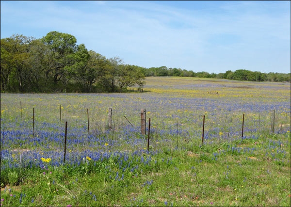 Texas wildflowers