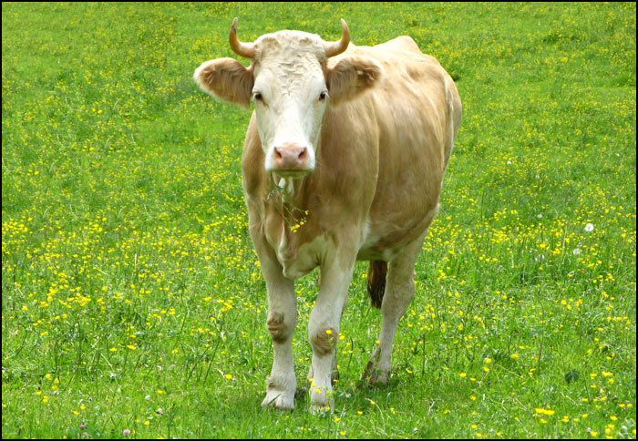 brown-eyed Swiss cow