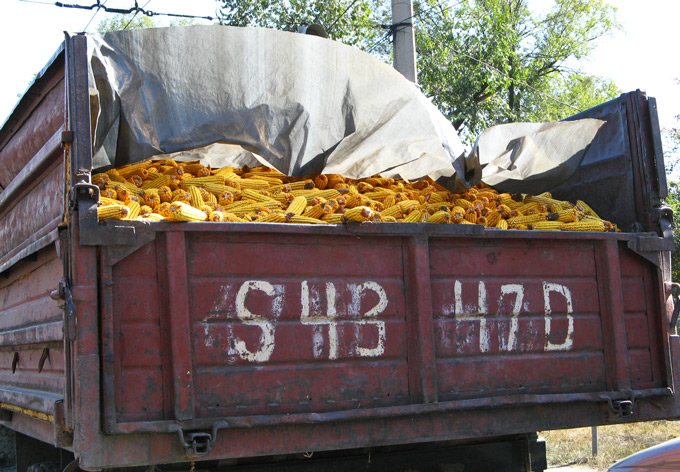 truck carrying corn for animals