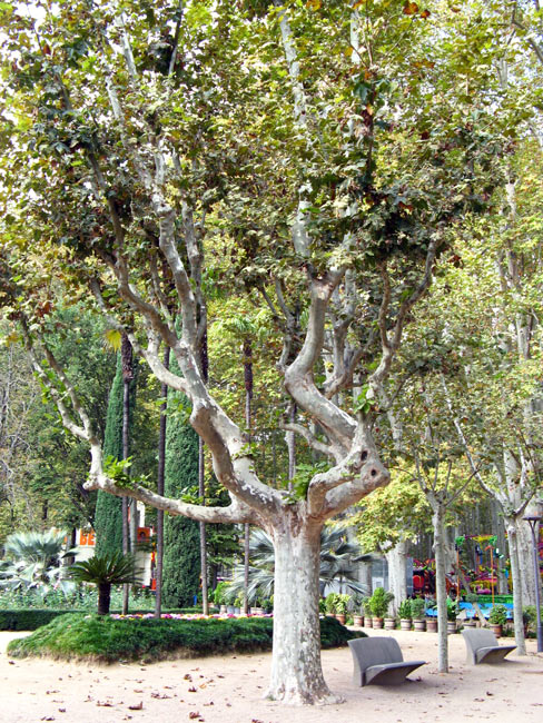 Plane tree