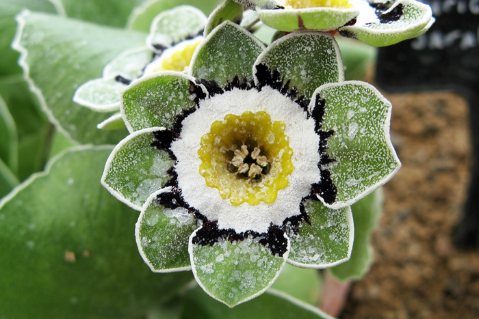 A primrose called Primula auricula ’Beppi’