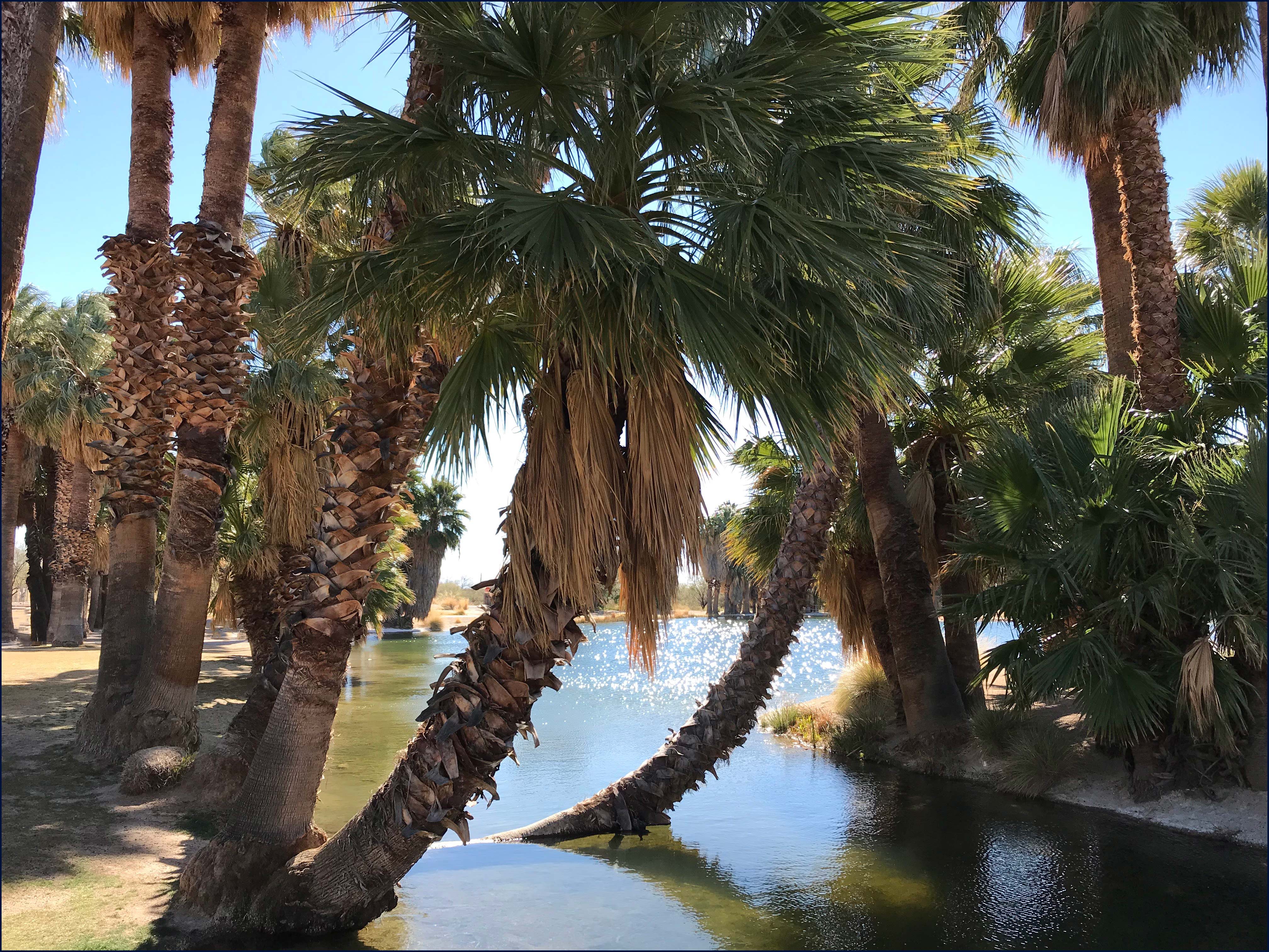 Agua Caliente Park, Tucson