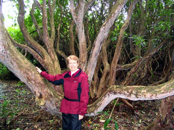 Patty & the giant Rhododendrons