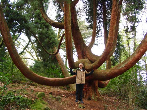 John supporting Japanese Cedar