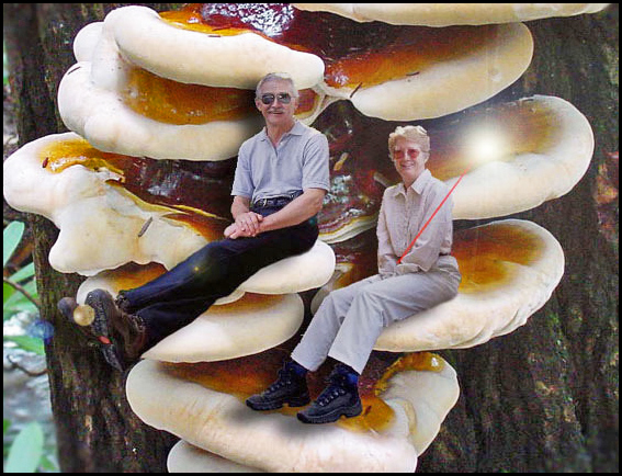 Fungi Kids