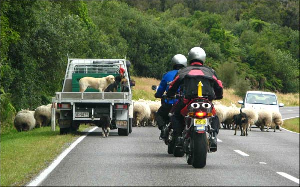 Sheep on the road