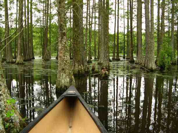 View from canoe