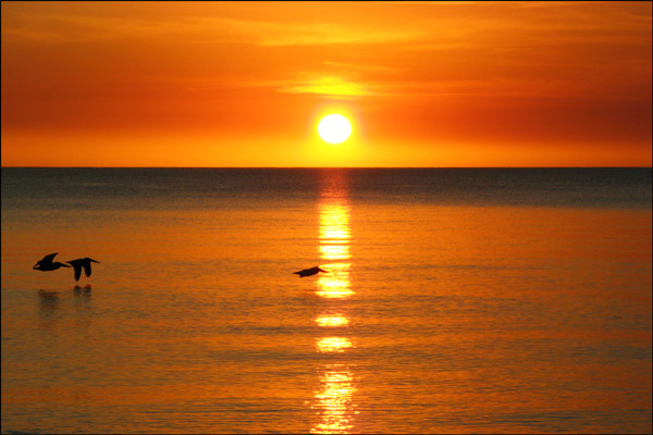 Pelicans at sunset